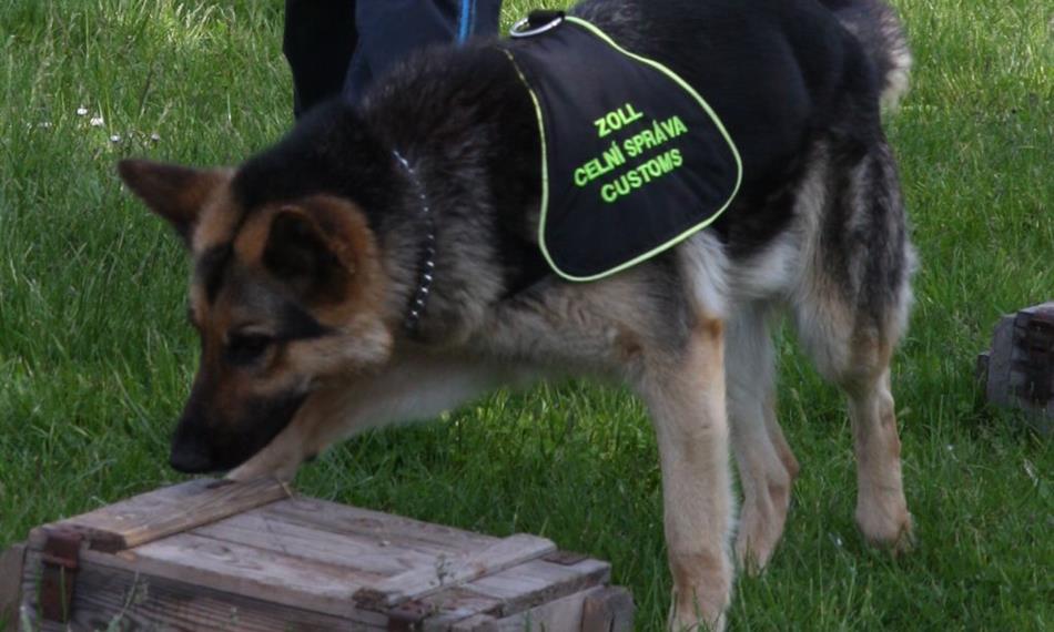 2015-2-9-853služební fena Bony.jpg